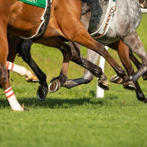 Image of horses racing on track from shoulders down